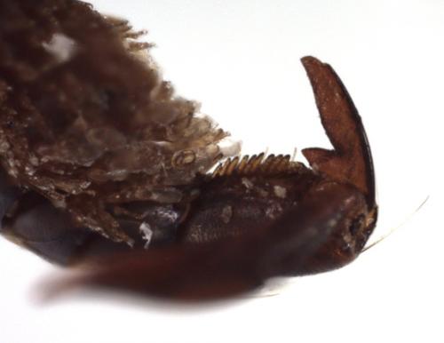 Agabus bipustulatus